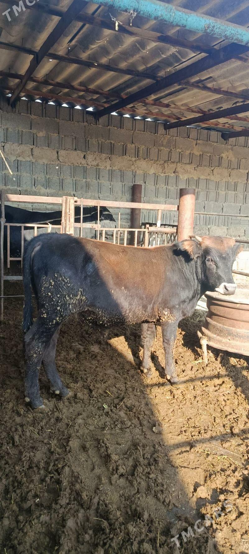 okuz 5 sani - Bäherden - img 6