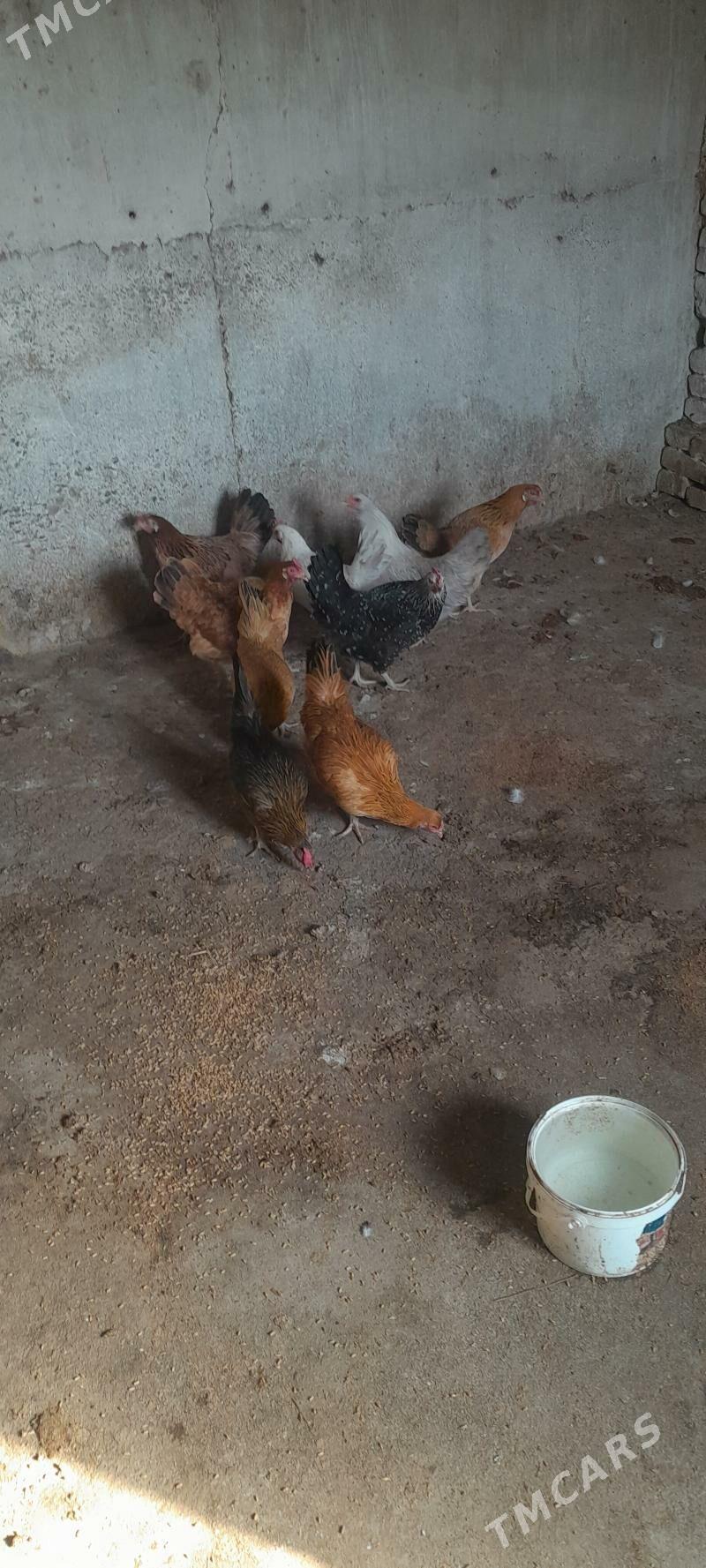 towuk - Kaka - img 8