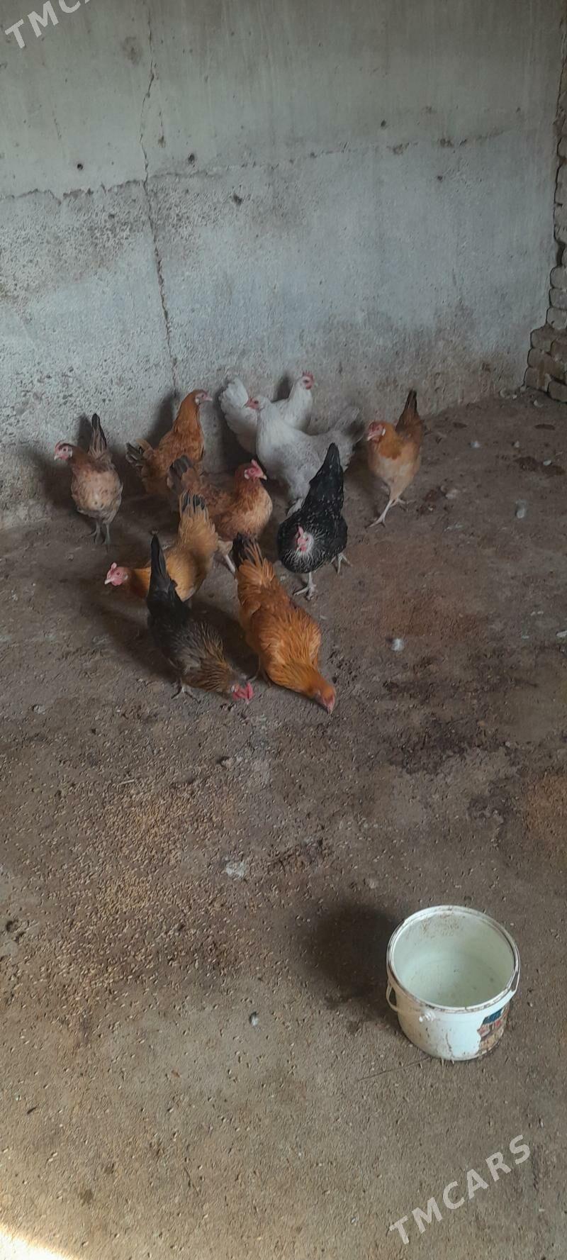 towuk - Kaka - img 7