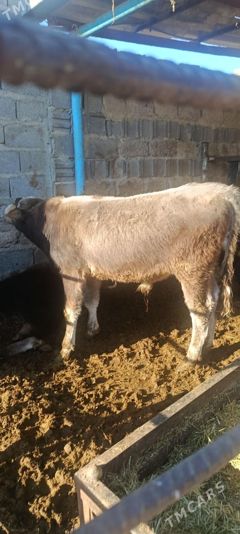 okuz 5 sani - Bäherden - img 4