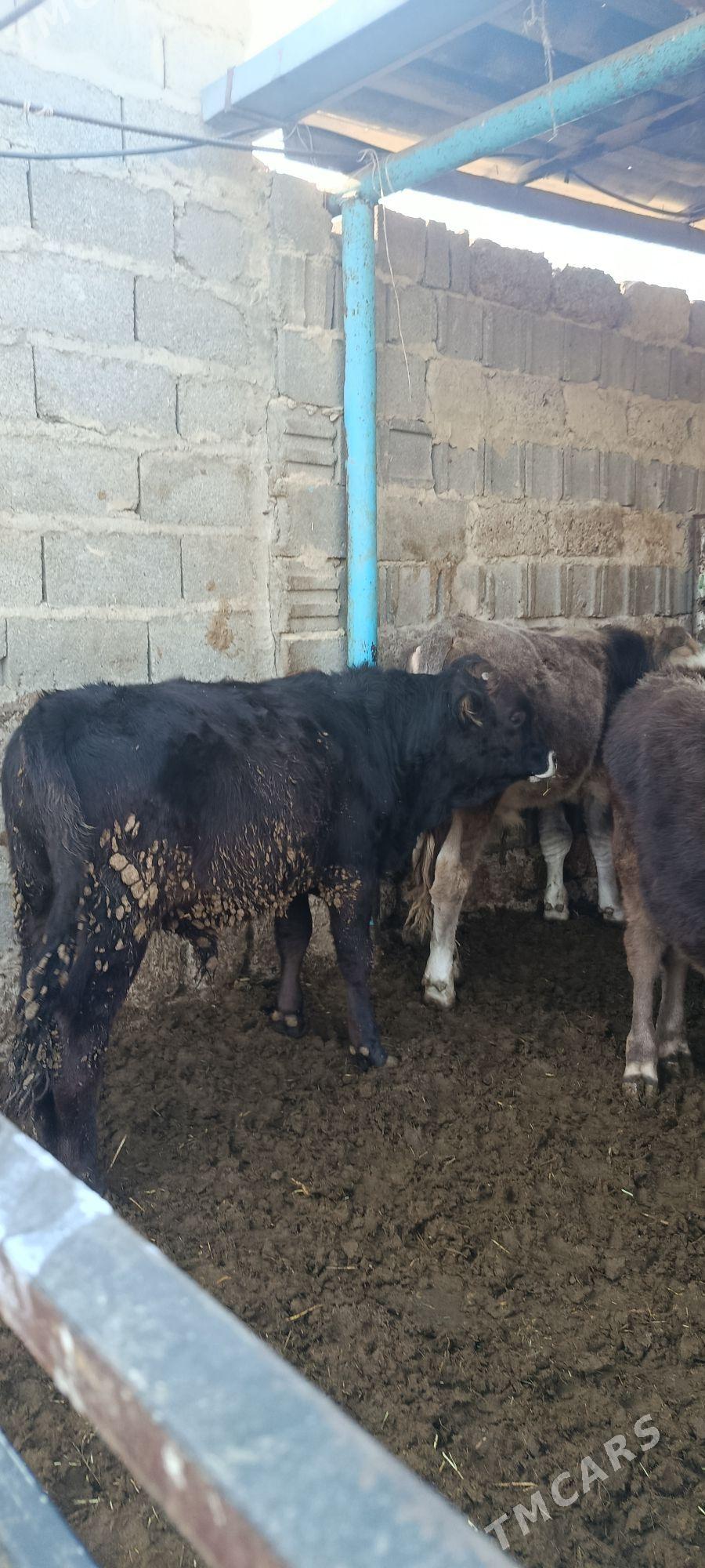 okuz 5 sani - Bäherden - img 5