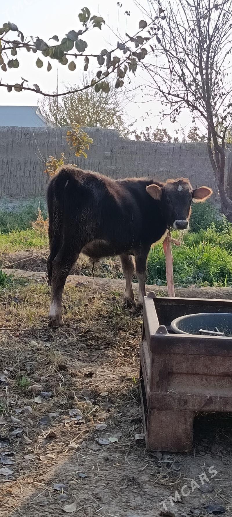 okuz 5 sani - Bäherden - img 2