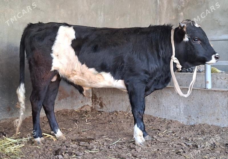 gbrit miska okuz - Büzmeýin - img 3