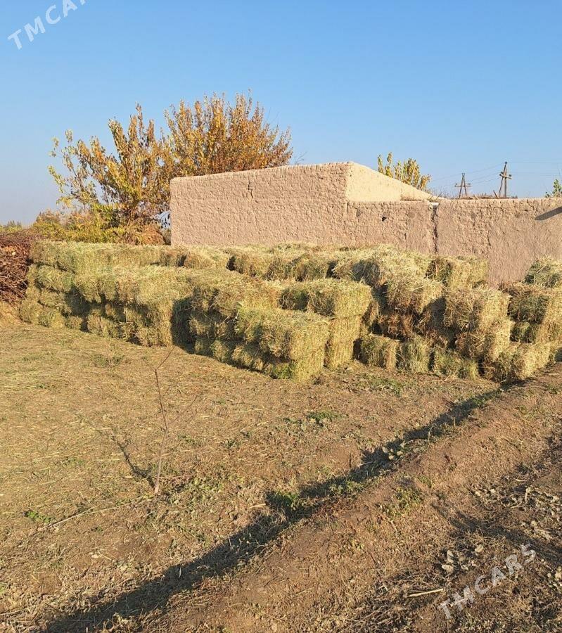 ot bede kip - Туркменабат - img 3