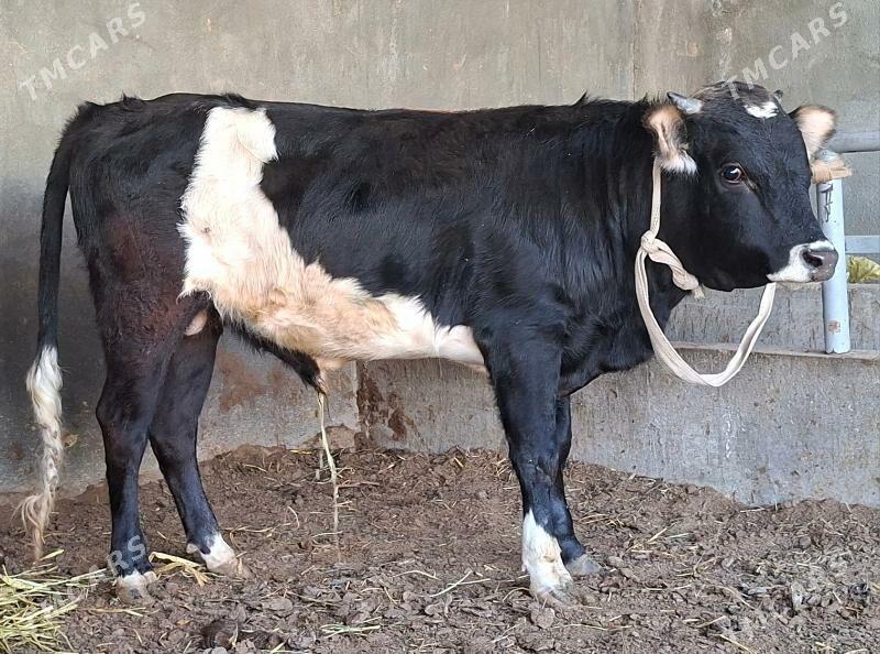 gbrit miska okuz - Büzmeýin - img 2