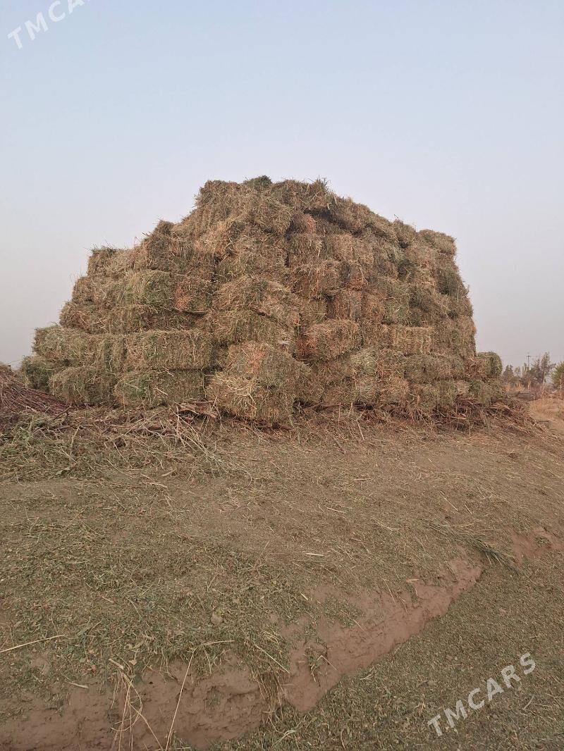 ot bede kip - Туркменабат - img 4