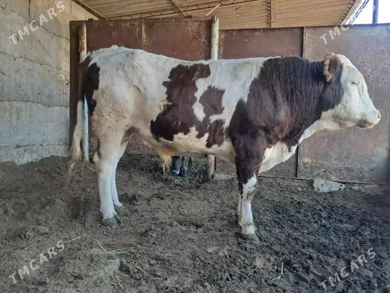 simental öküz - Büzmeýin - img 2