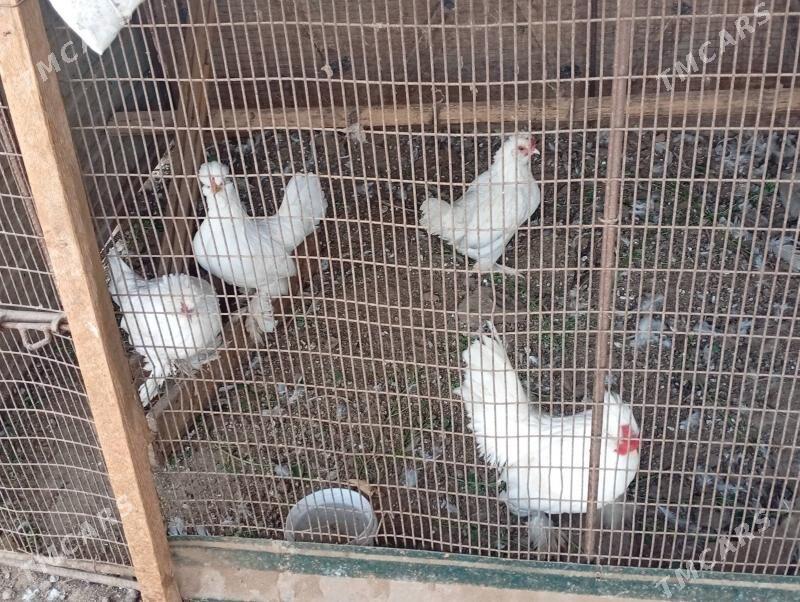 yopnka - Туркменабат - img 3