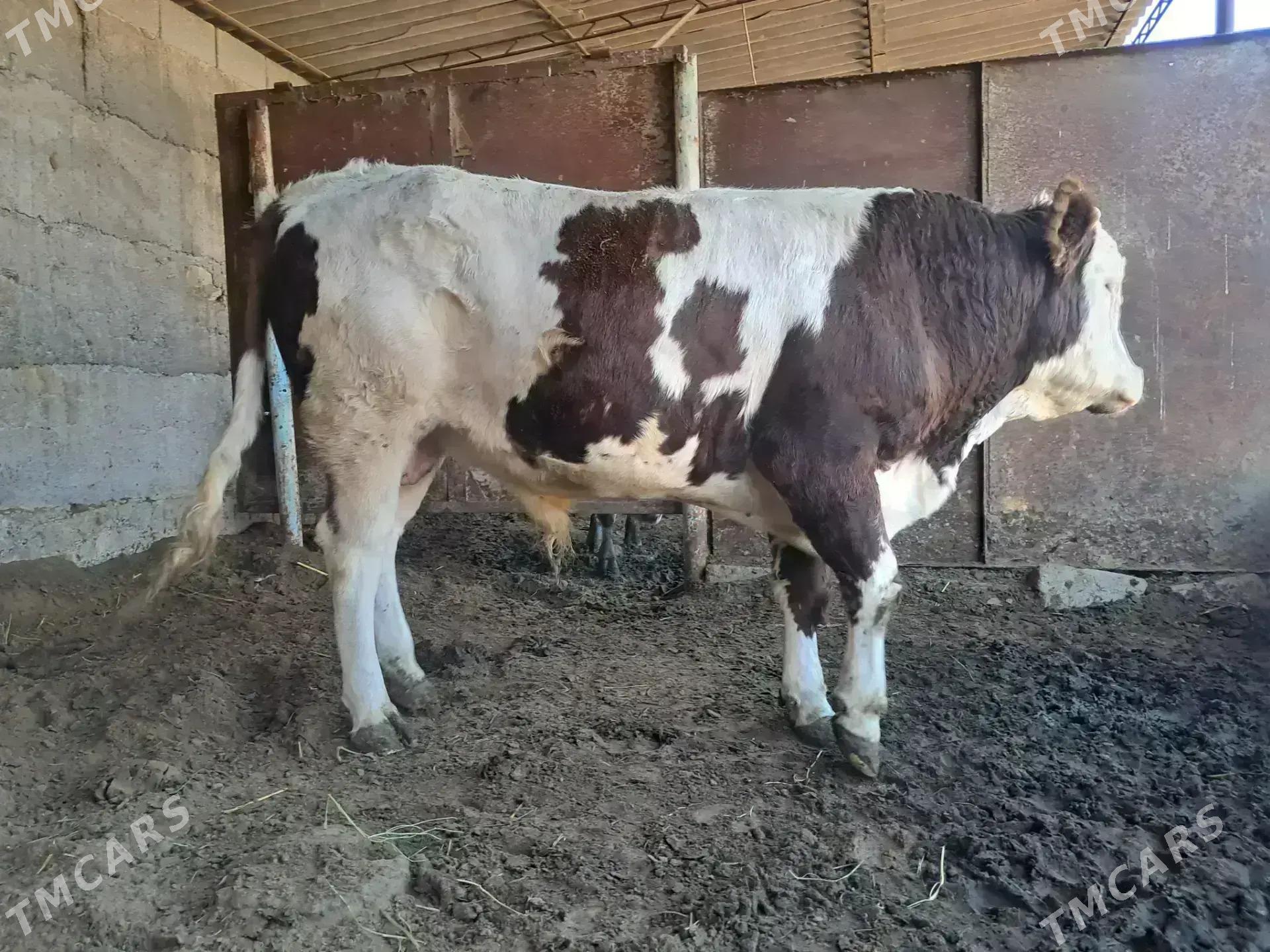 simental öküz - Büzmeýin - img 4