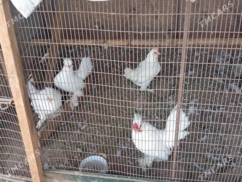 yopnka - Туркменабат - img 2