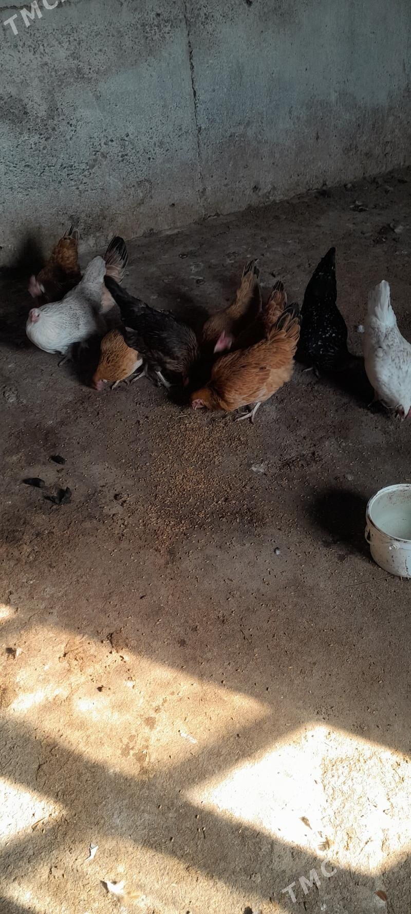 towuk - Kaka - img 5