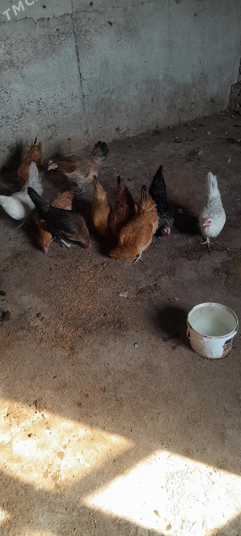 towuk - Kaka - img 4