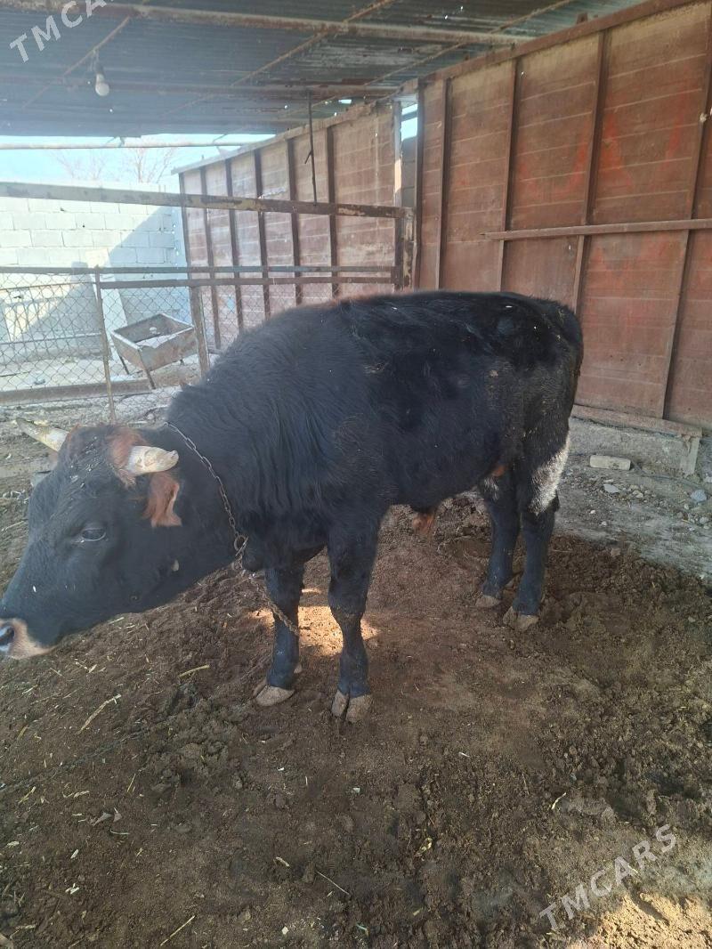 öküz - Ак-Бугдайский этрап - img 2