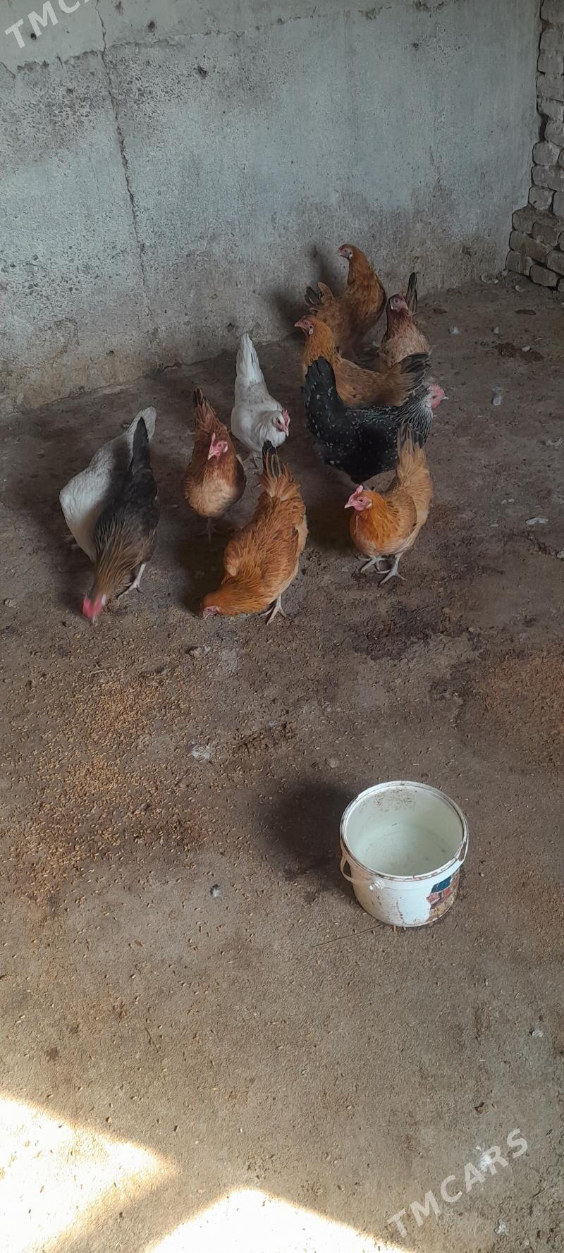 towuk - Kaka - img 2