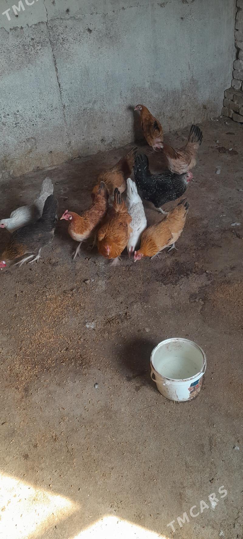 towuk - Kaka - img 6