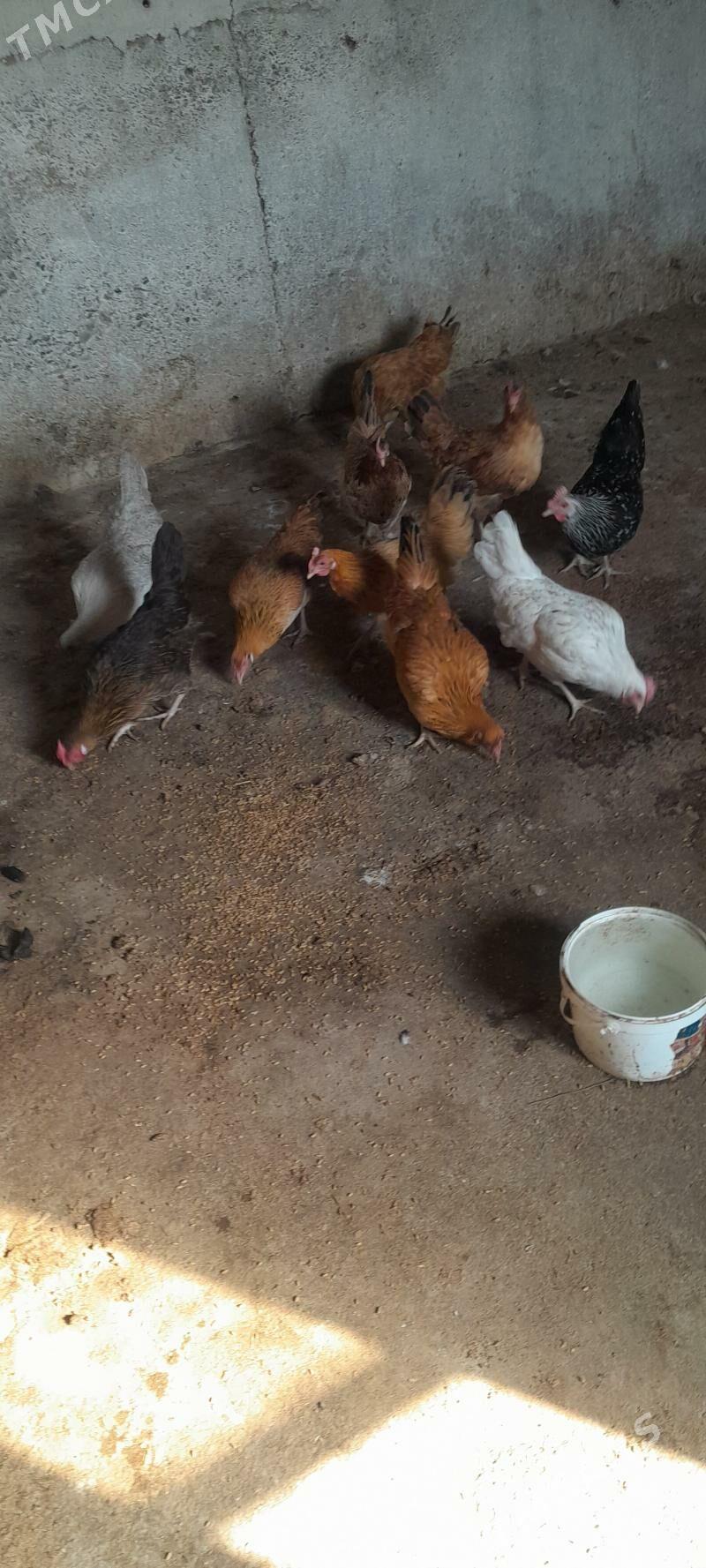 towuk - Kaka - img 3