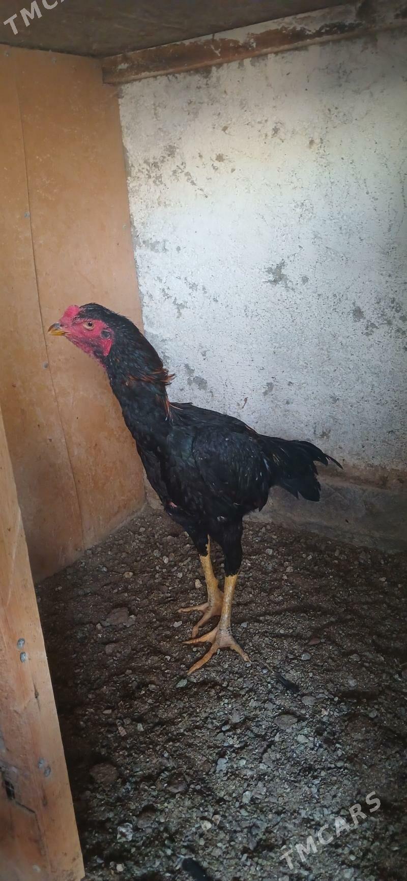 Horoz - Çoganly - img 2