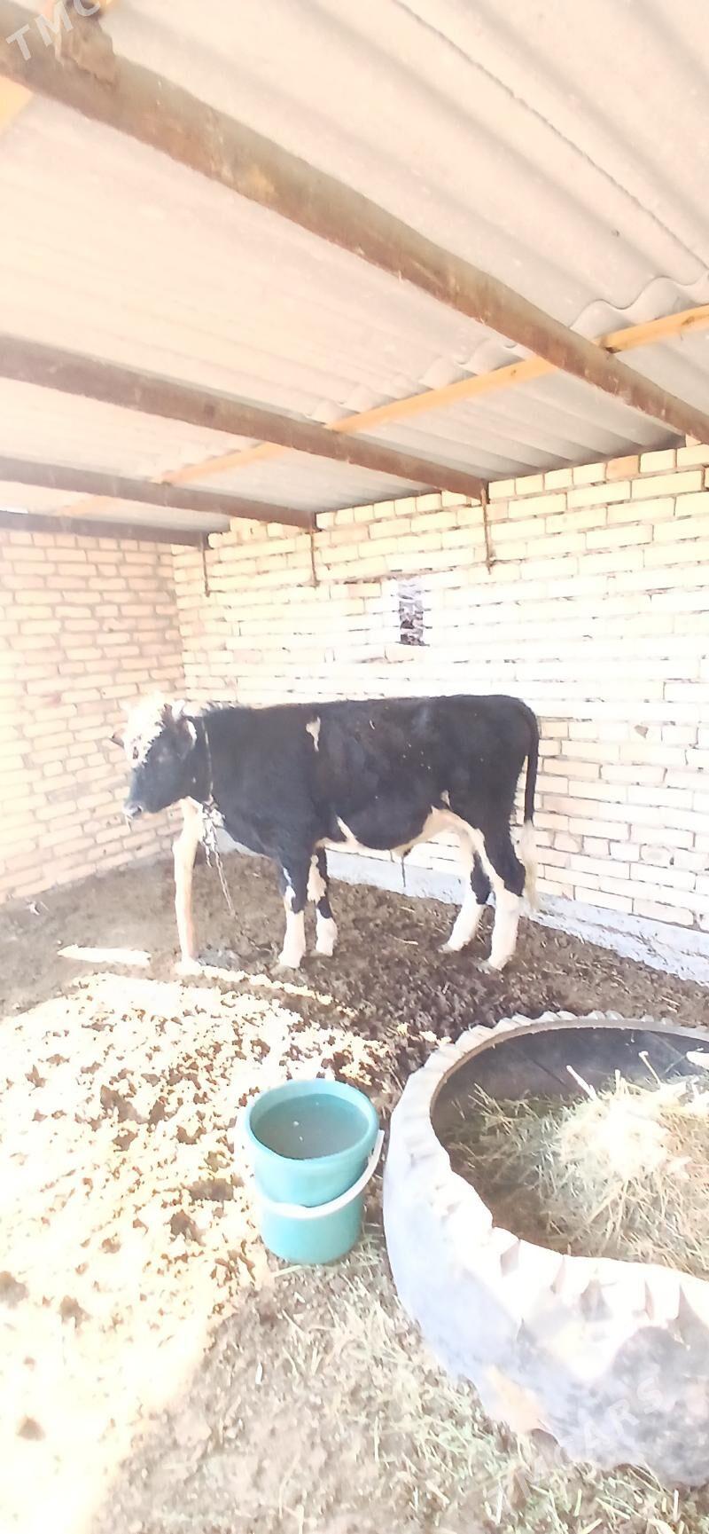 okiz - Wekilbazar - img 2