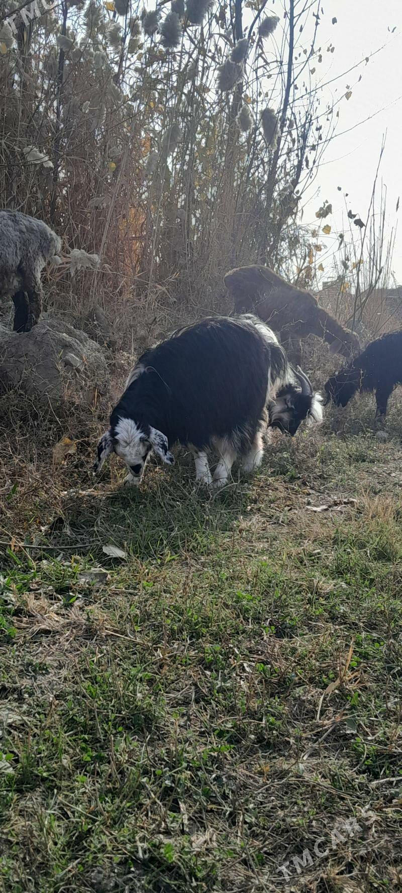 owlak - Sakar - img 2