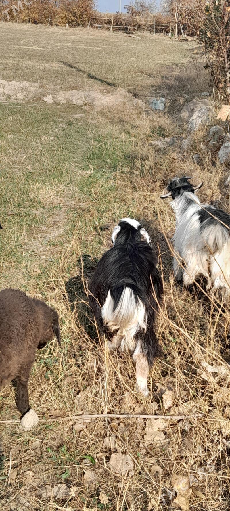 owlak - Sakar - img 3