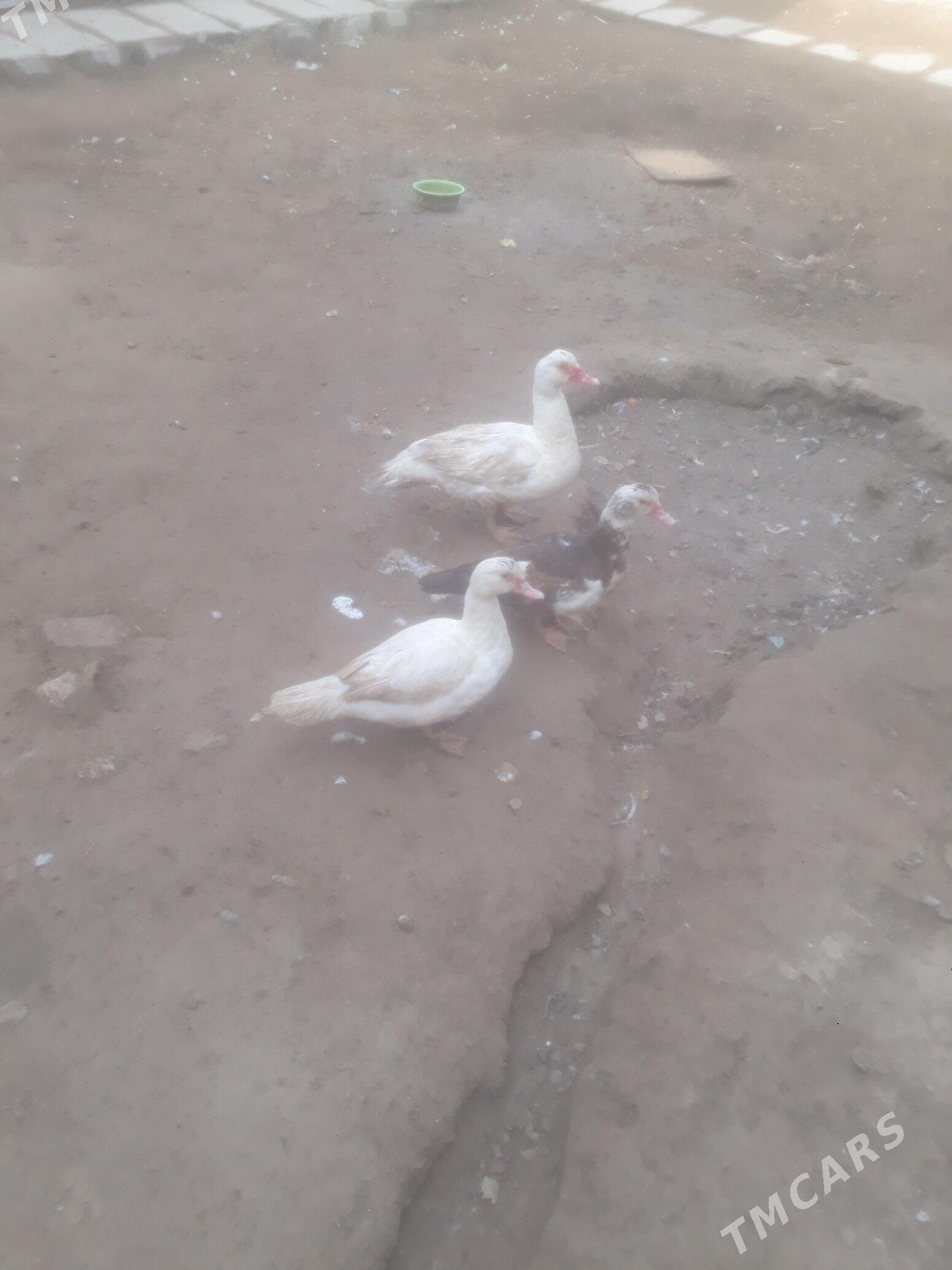 индушка - Дашогуз - img 2