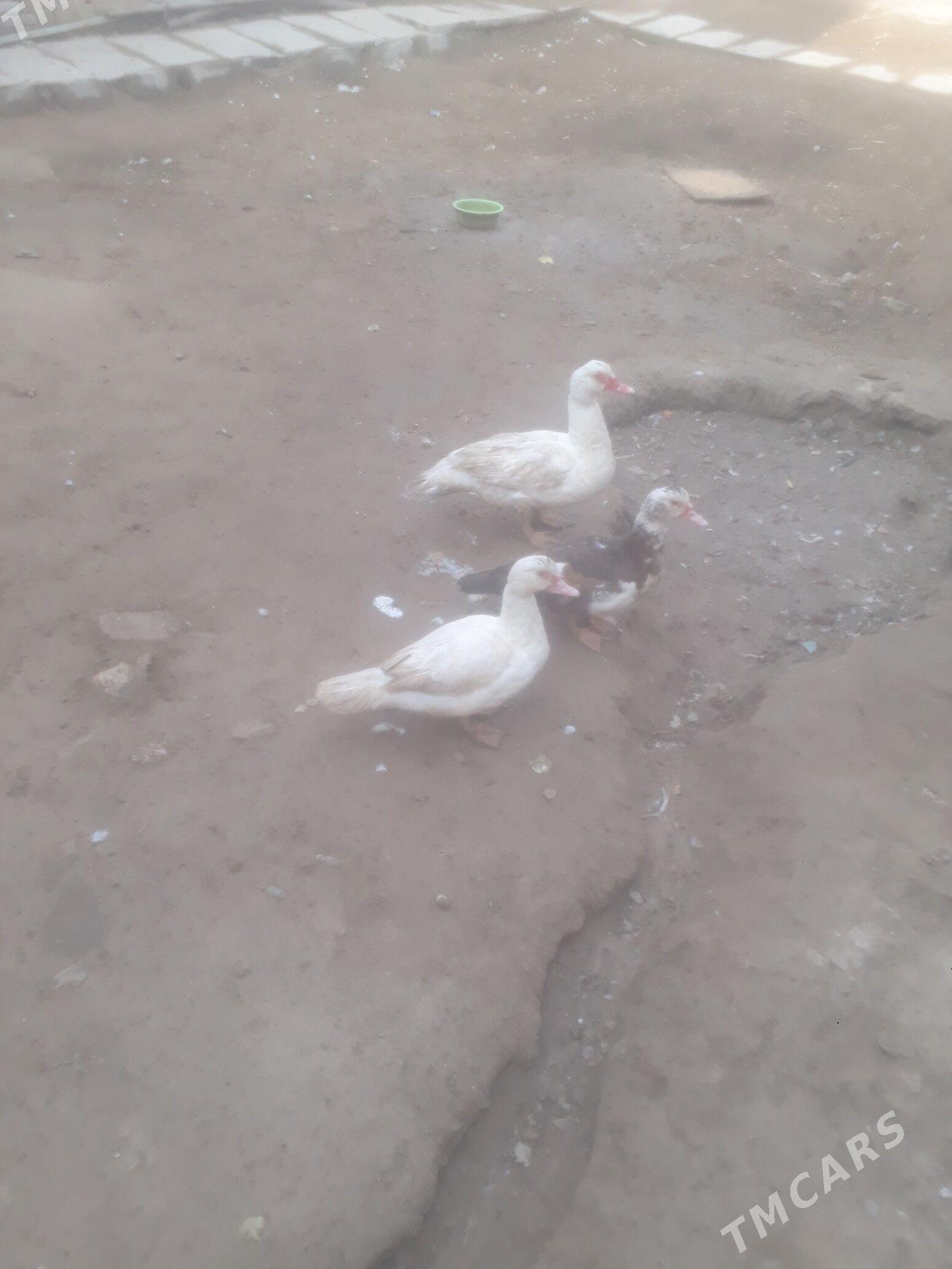 индушка - Дашогуз - img 1