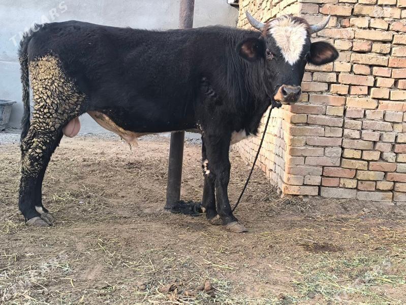 öküz - Aşgabat - img 2