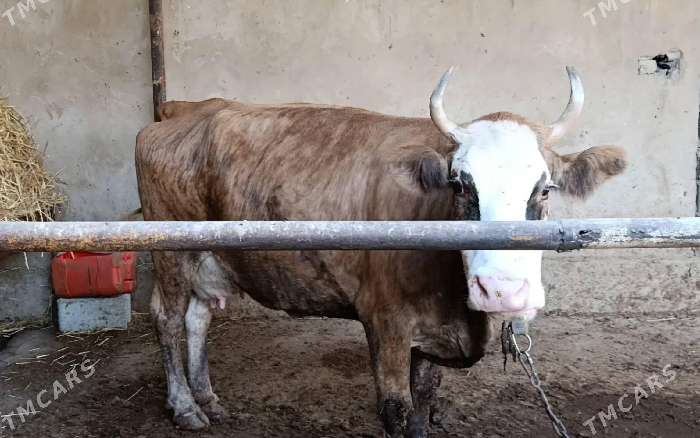 sygyr - Aşgabat - img 2