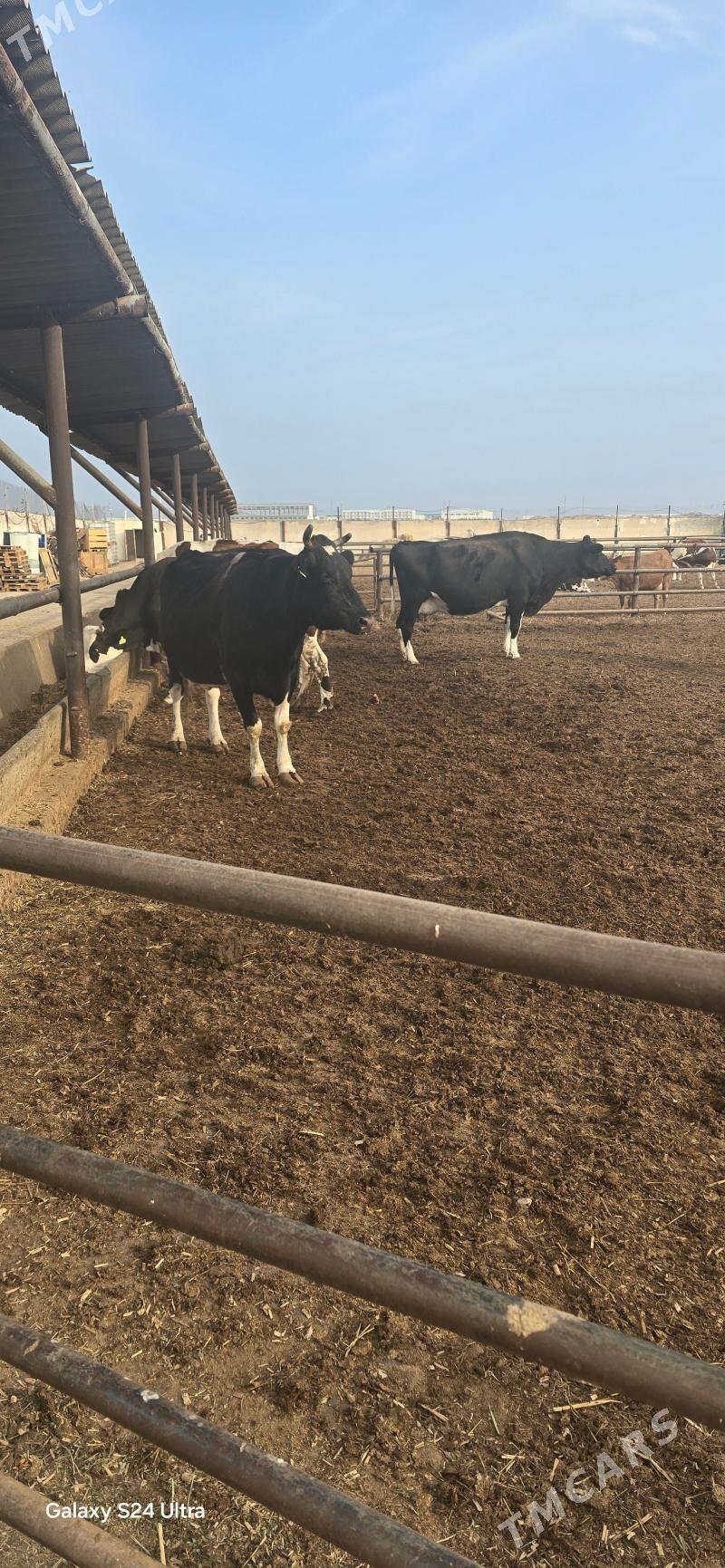 Ala tuwe - Aşgabat - img 5