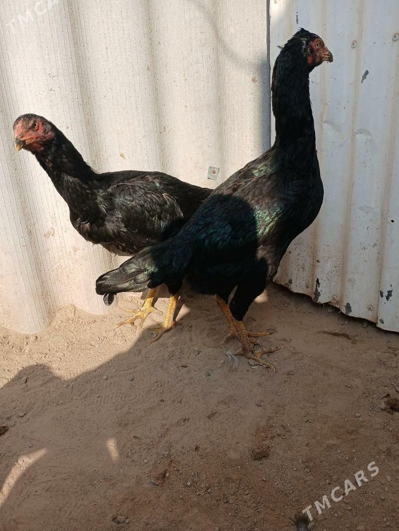 baysy - Sakarçäge - img 2