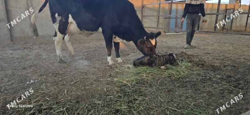 Ala tuwe - Aşgabat - img 1