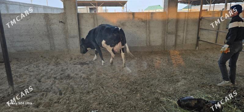 Ala tuwe - Aşgabat - img 3