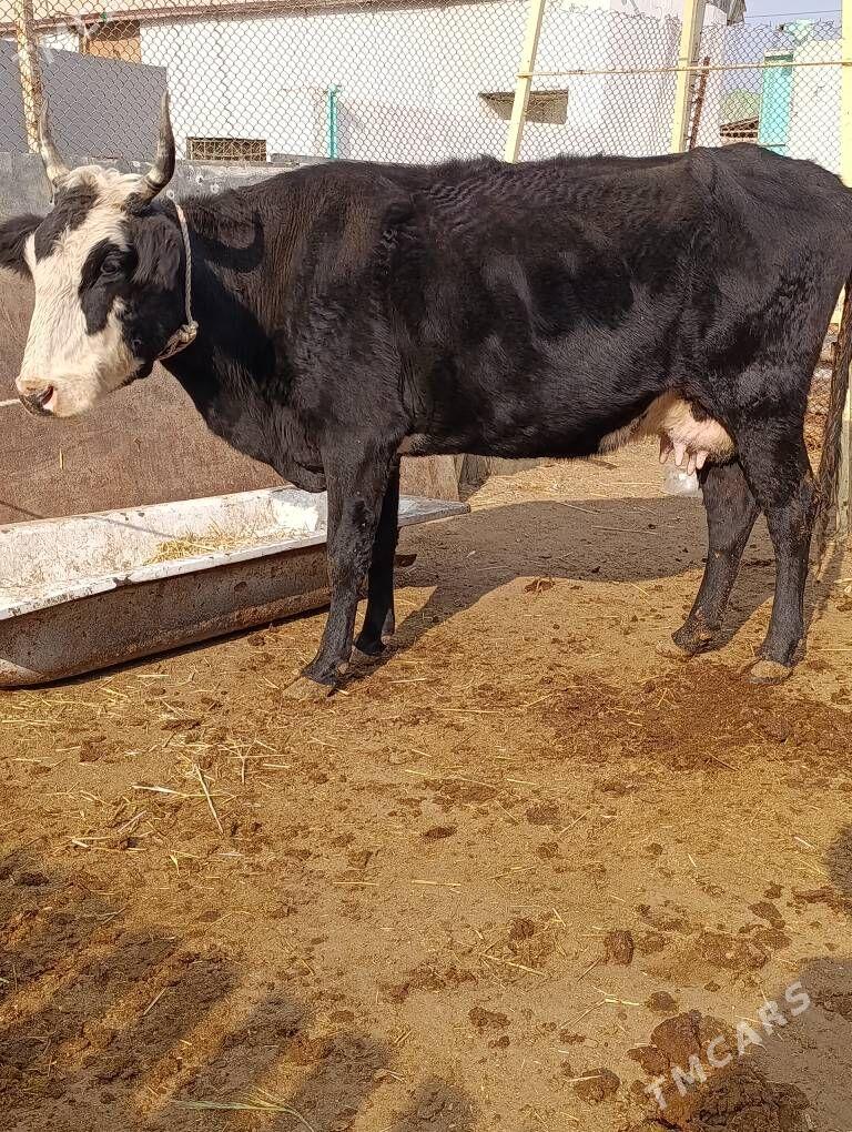 cornypiostr tohum sygyr - Gökdepe - img 3