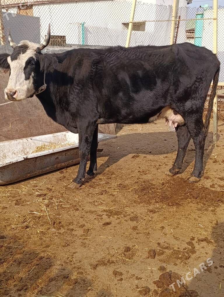 cornypiostr tohum sygyr - Gökdepe - img 2