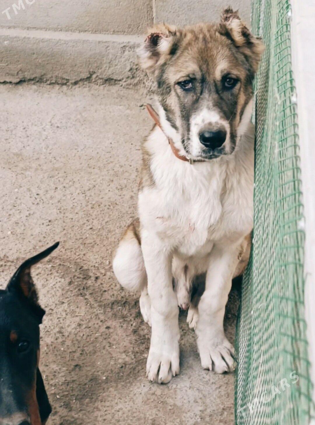 Чопан ит - Дашогуз - img 2