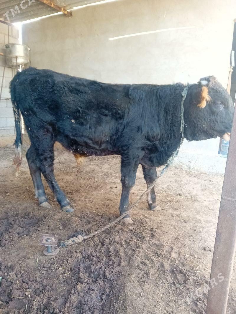 öküz - Babadaýhan - img 1