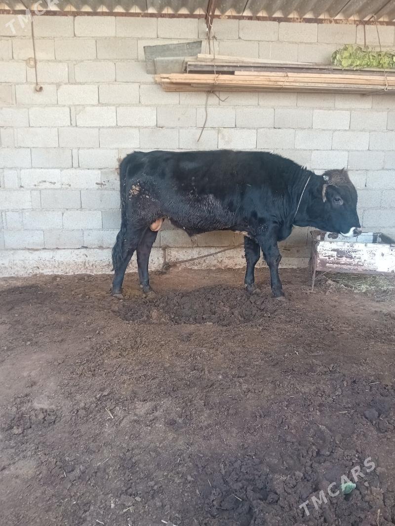 öküz - Babadaýhan - img 4