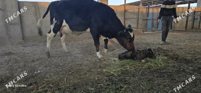 Ala tuwe - Aşgabat - img 2