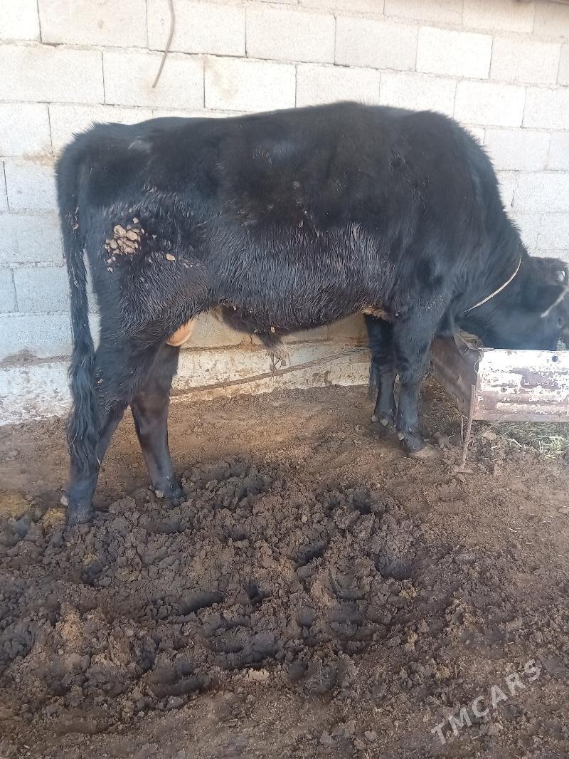 öküz - Babadaýhan - img 2