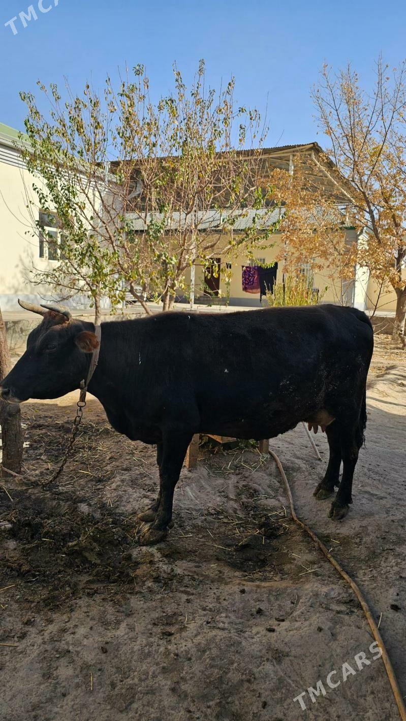 sygyr - Ашхабад - img 3