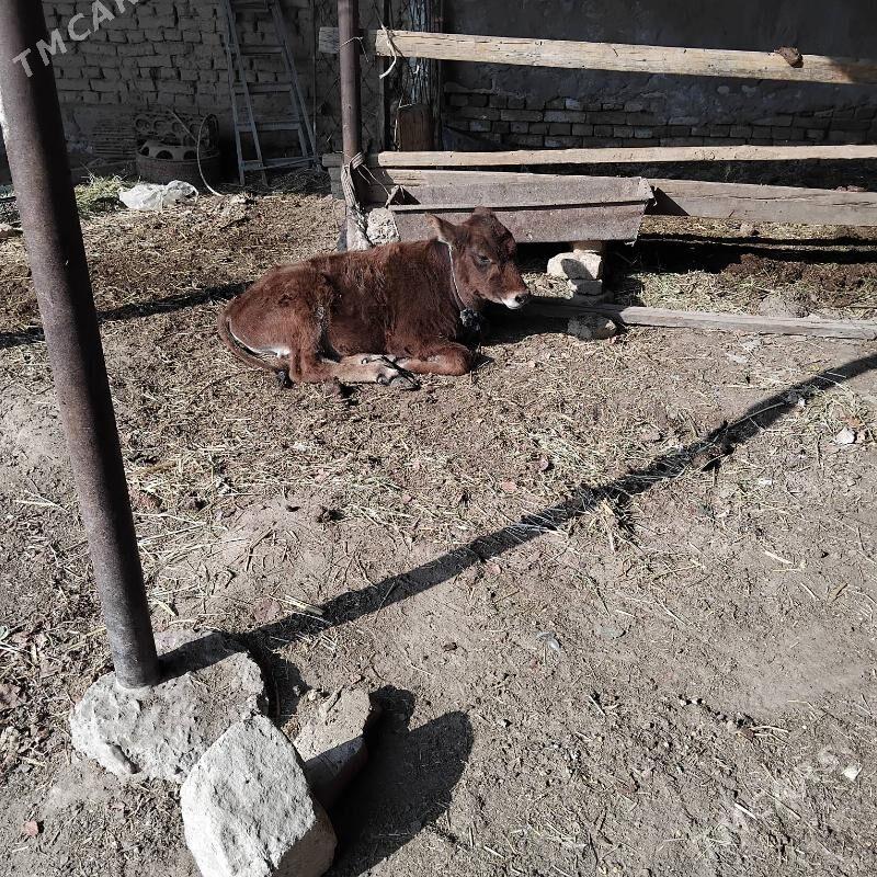 Göleli sygyr - Байрамали - img 2