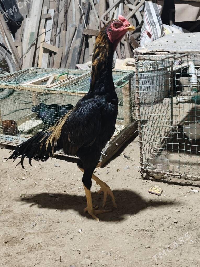 horaz - Farap - img 3