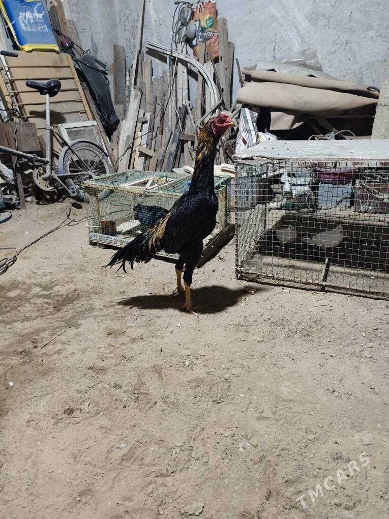 horaz - Farap - img 2