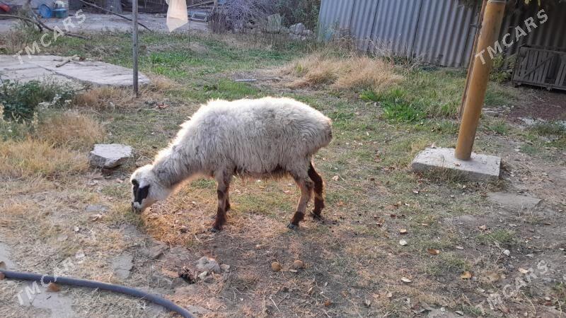 Баран, Goyun - Гызыларбат - img 1