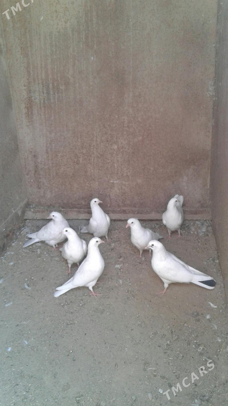 Kepderi - Мары - img 2