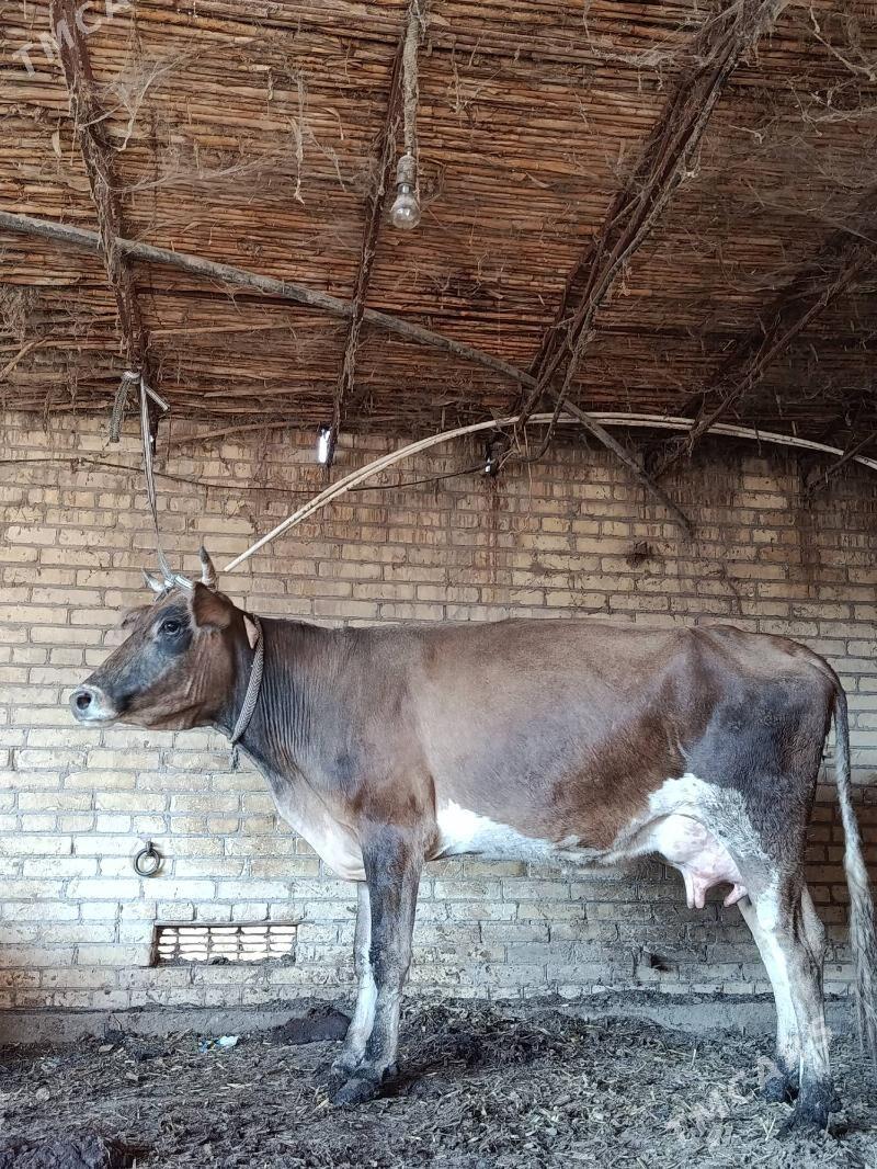 шивет аргинал голели сыгыр - Чарджоу - img 2