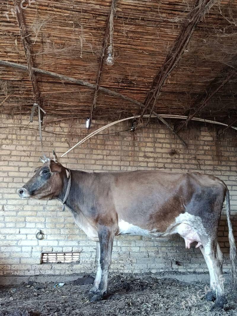 шивет аргинал голели сыгыр - Чарджоу - img 3