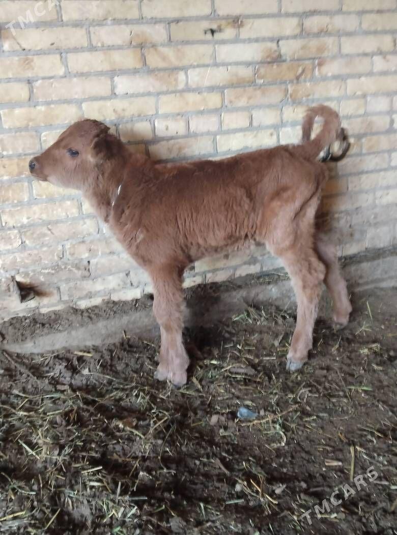 аргинал бурлат голели сыгыр - Чарджоу - img 6