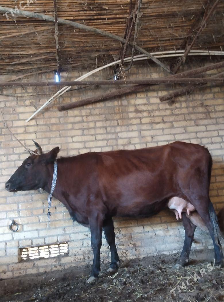 аргинал бурлат голели сыгыр - Чарджоу - img 3