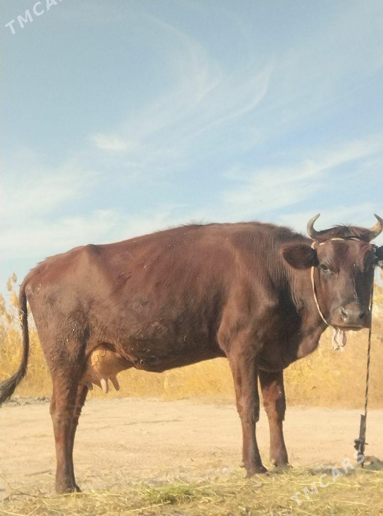 аргинал бурлат голели сыгыр - Чарджоу - img 3